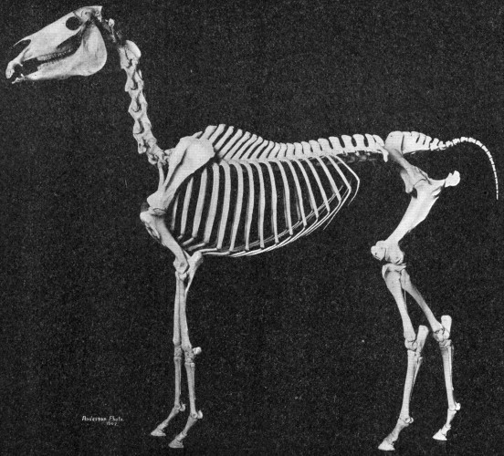 Arabian_horse_skeleton-552x500