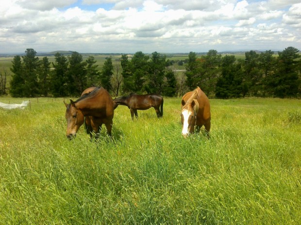 Pasture-management-for-horses-with-metabolic-disorders