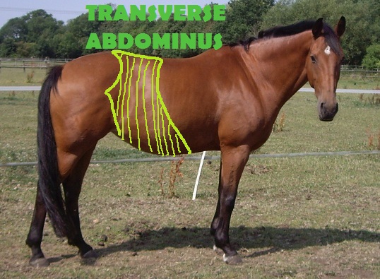 Transverse-Abdominus