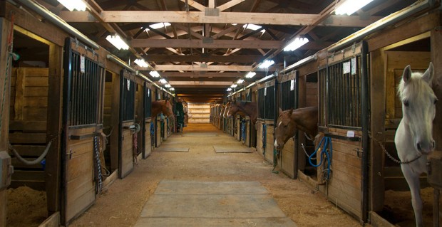 dressage_stable