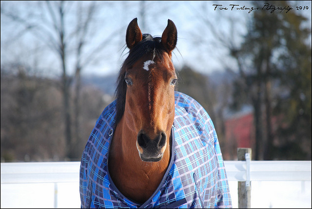 flickr.com_Five-Furlongs_Blanketed-Horse