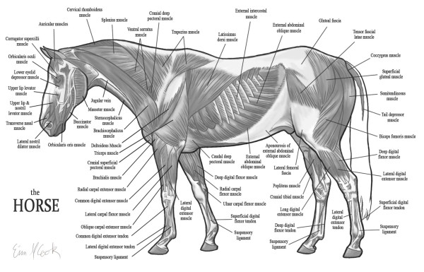 horse_anatomy_the_muscles_by_wiggle_chicken-600x385