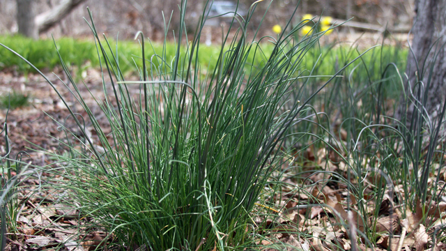 onion-grass