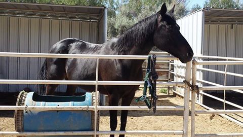 Dahlia Wednesday morning after her "hay door" incident. She is not even that stiff and is "chowing down food and drugs like a Hoover set on high. "(©Polo Pony Rescue) 