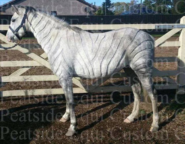 horse blanket clip art - photo #36