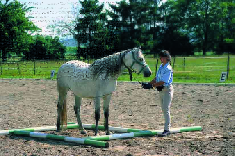 Photo from Trick Training for Horses by Bea Borelle and used by permission from Trafalgar Square Books.
