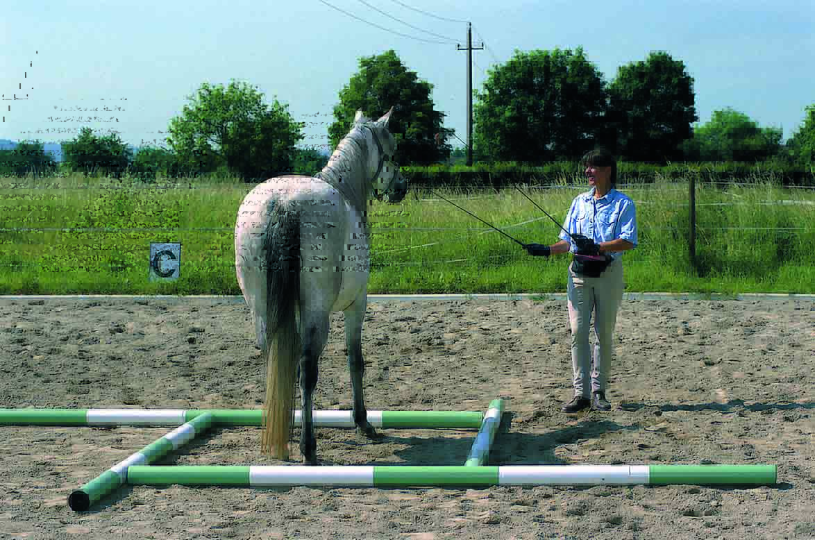 Photo from Trick Training for Horses by Bea Borelle and used by permission from Trafalgar Square Books.