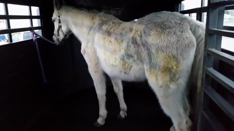 (via facebook.com/Omega Horse Rescue and Rehabilitation) 