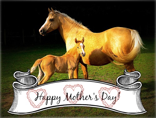 Mare-with-Foal-Mothers-Day_flickr.com_blacktiger303-1